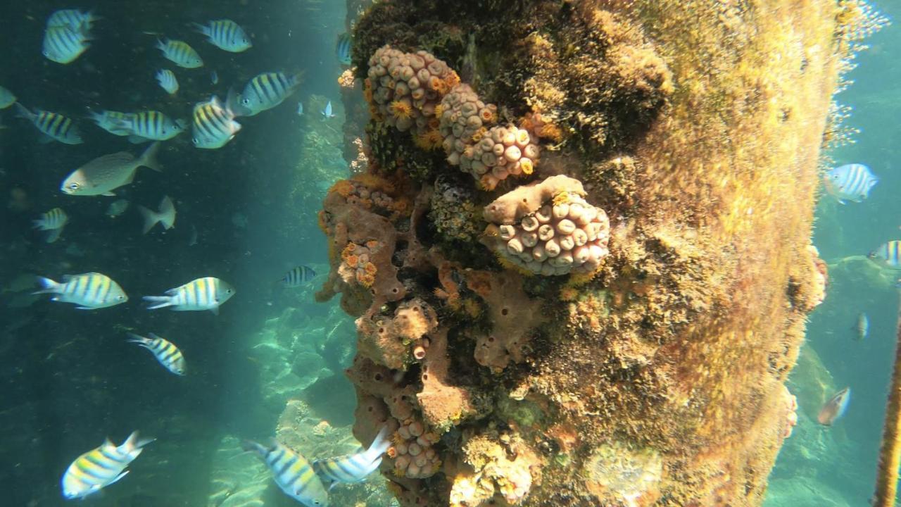 Pousada Convés - Ilha Grande Praia de Araçatiba Esterno foto